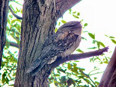 4343_Tawny_Frogmouth