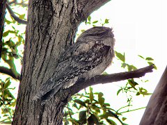 4345_Tawny_Frogmouth