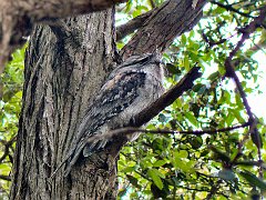 4350_Tawny_Frogmouth
