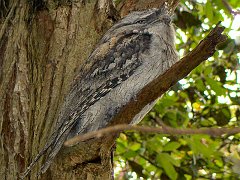 4351_Tawny_Frogmouth
