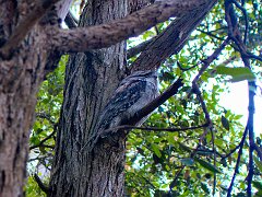 4353_Tawny_Frogmouth