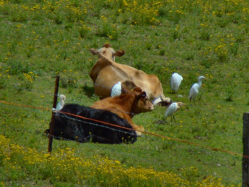 4363_Cattle_Egrets_and_cattle.JPG