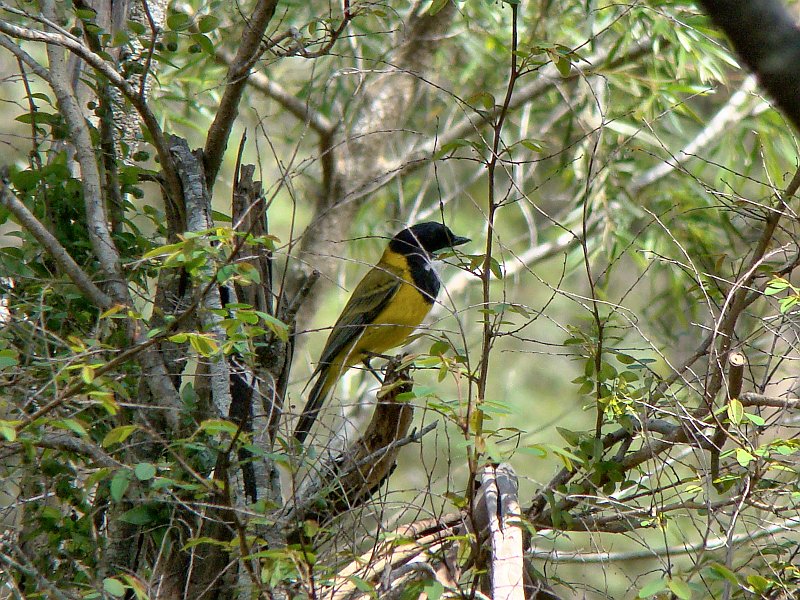 4377_Male_Golden_Whistler.JPG