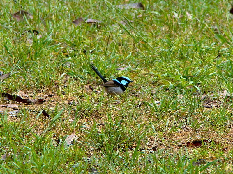 4387_Male_Superb_Fairy-wren.JPG