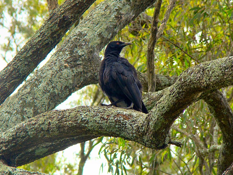4422_White-winged_Chough.JPG