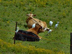 4363_Cattle_Egrets_and_cattle