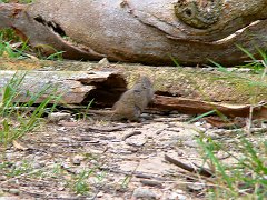 4370_Little_furry_creature