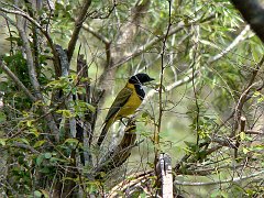 4377_Male_Golden_Whistler