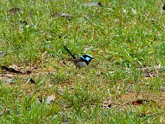 4387_Male_Superb_Fairy-wren