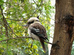4409_Laughing_Kookaburra_with_deformed_bill