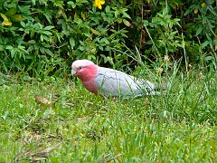 4419_Galah