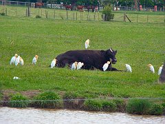 4430_Cattle_Egrets