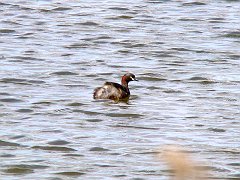 4439_Australasian_Grebe