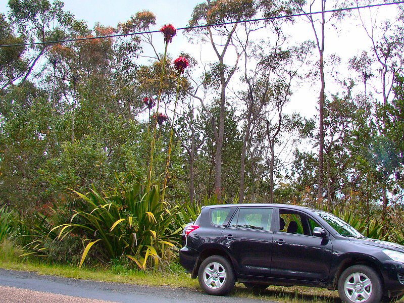 4453_Tall_flowers.JPG