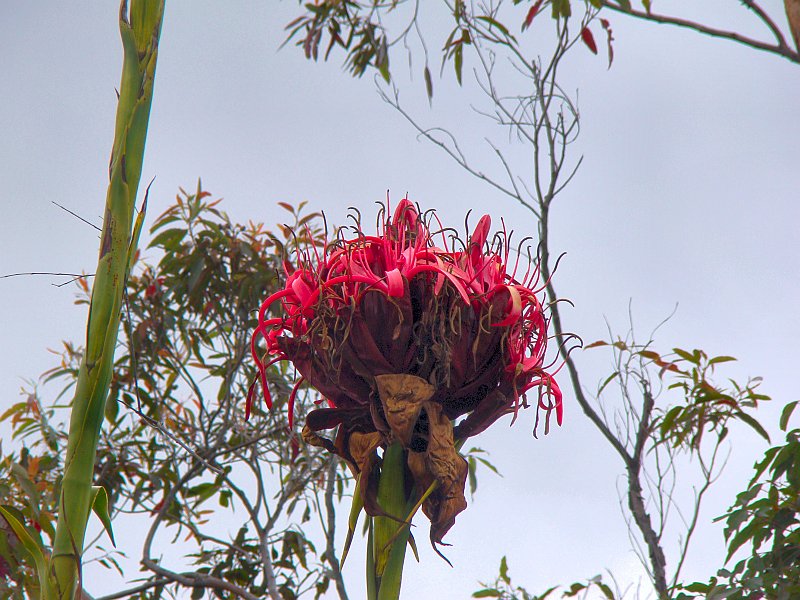 4455_Tall_flower.JPG