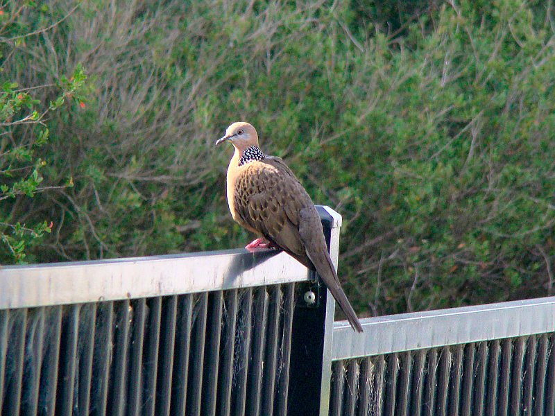 4467_Spotted_Turtle-Dove.JPG