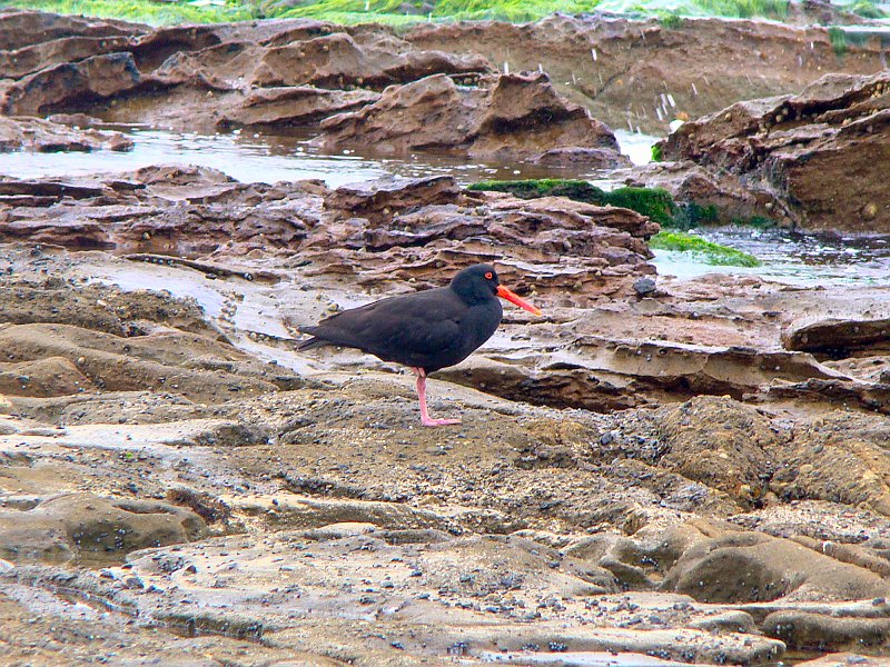 4478_Sooty_Oystercatcher.JPG