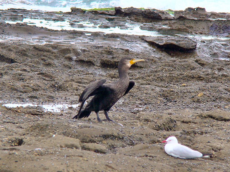 4484_Great_Cormorant.JPG