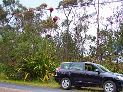 4453_Tall_flowers