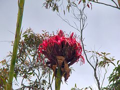 4455_Tall_flower