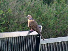 4467_Spotted_Turtle-Dove