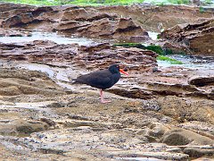 4478_Sooty_Oystercatcher