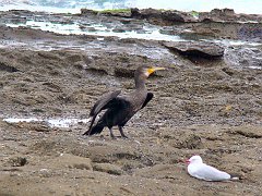 4484_Great_Cormorant