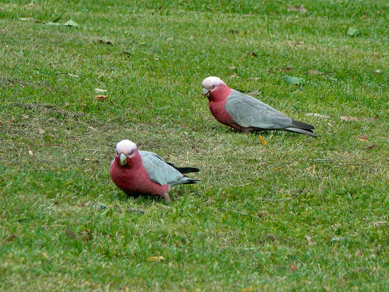 4718_Galahs.JPG
