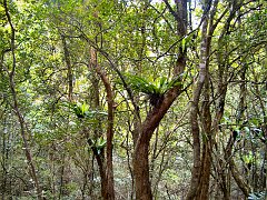 4694_Tree_ferns