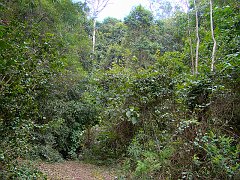 4697_Dry_temperate_rainforest