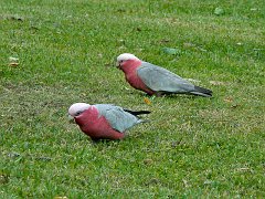 4717_Galahs