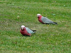 4718_Galahs