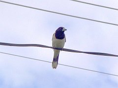 4720_Pied_Butcherbird