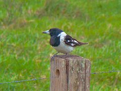 4729_Pied_Butcherbird