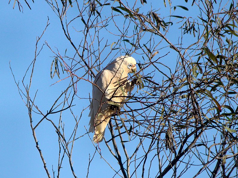 4735_Little_Corella.JPG