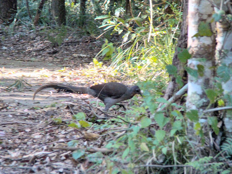 4753_Lyrebird.JPG