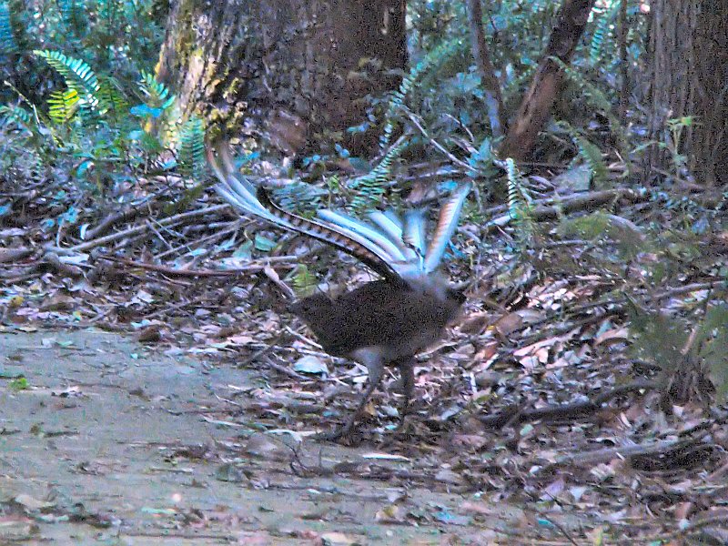 4758_Lyrebird_displaying.JPG