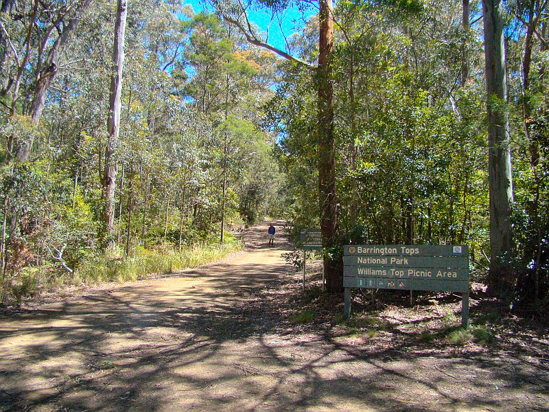 4786_Paradise_Riflebird_site.JPG