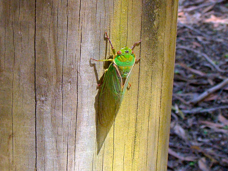 4790_Green_Grocer_Cicada.JPG