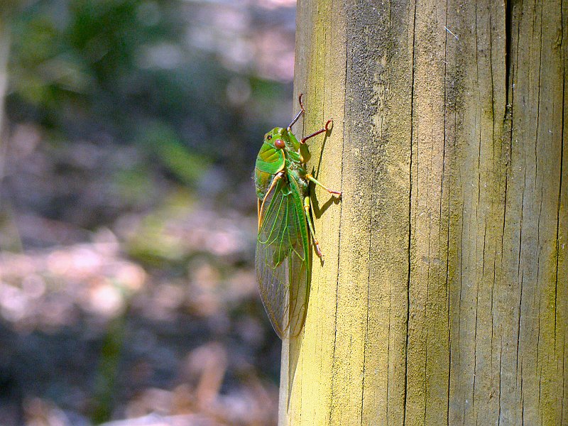 4796_Green_Grocer_Cicada.JPG