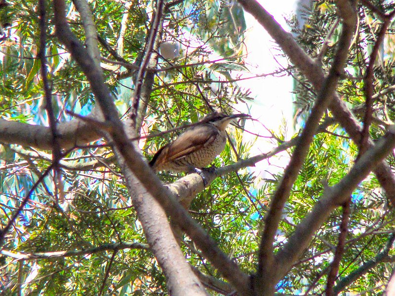 4799_Female_Paradise_Riflebird.JPG