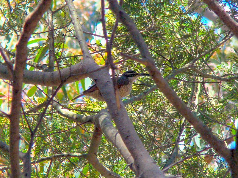 4801_Female_Paradise_Riflebird.JPG