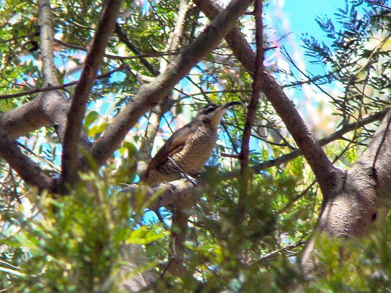 4803_Female_Paradise_Riflebird.JPG