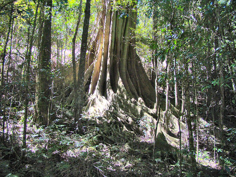 4806_Base_of_huge_strangler_fig_tree.JPG