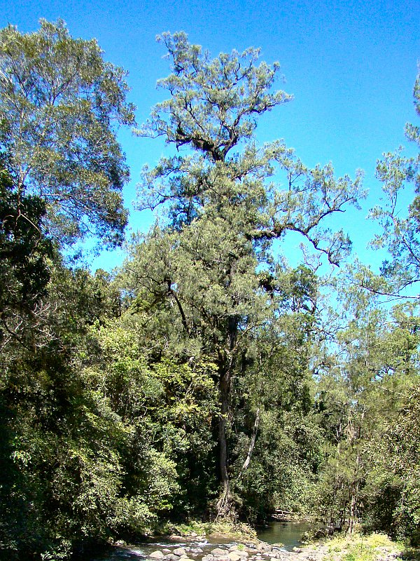 4814_Large_River_She-oak_tree.JPG