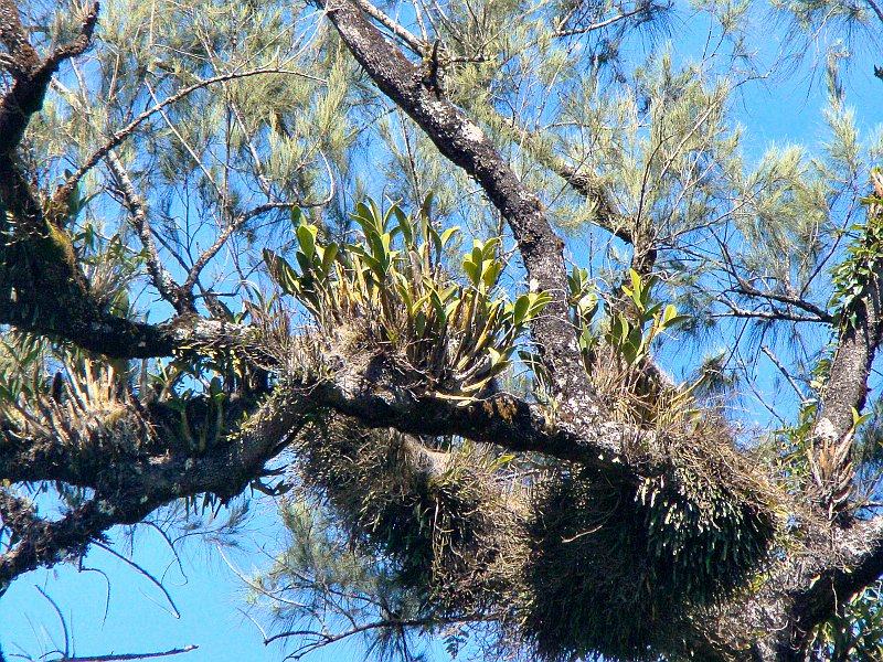 4816_Orchids_growing_on_tree_branch.JPG