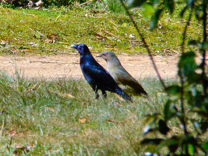 4822_Male_and_female_Satin_Bowerbirds.JPG