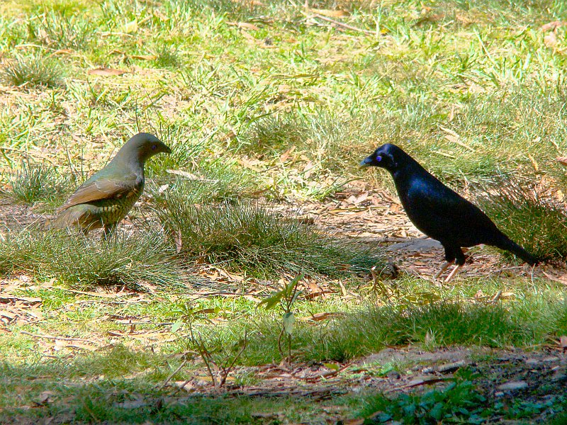 4829_Female_and_male_Satin_Bowerbirds.JPG