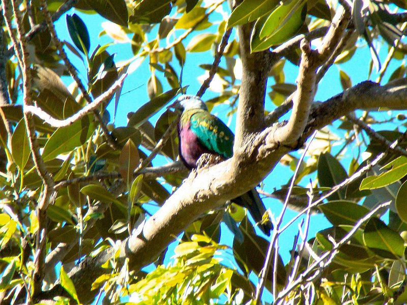 4853_Wompoo_Fruit-Dove.JPG