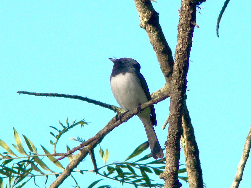 4879_Male_Leaden_Flycatcher.JPG